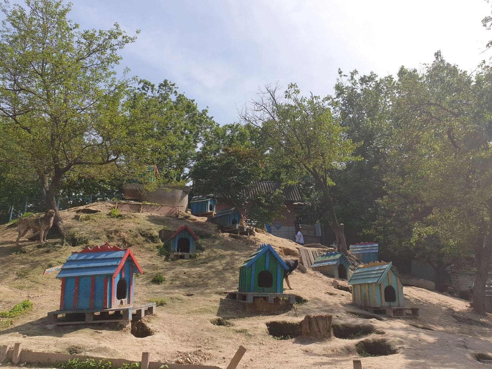 Собака з притулку SOS #3