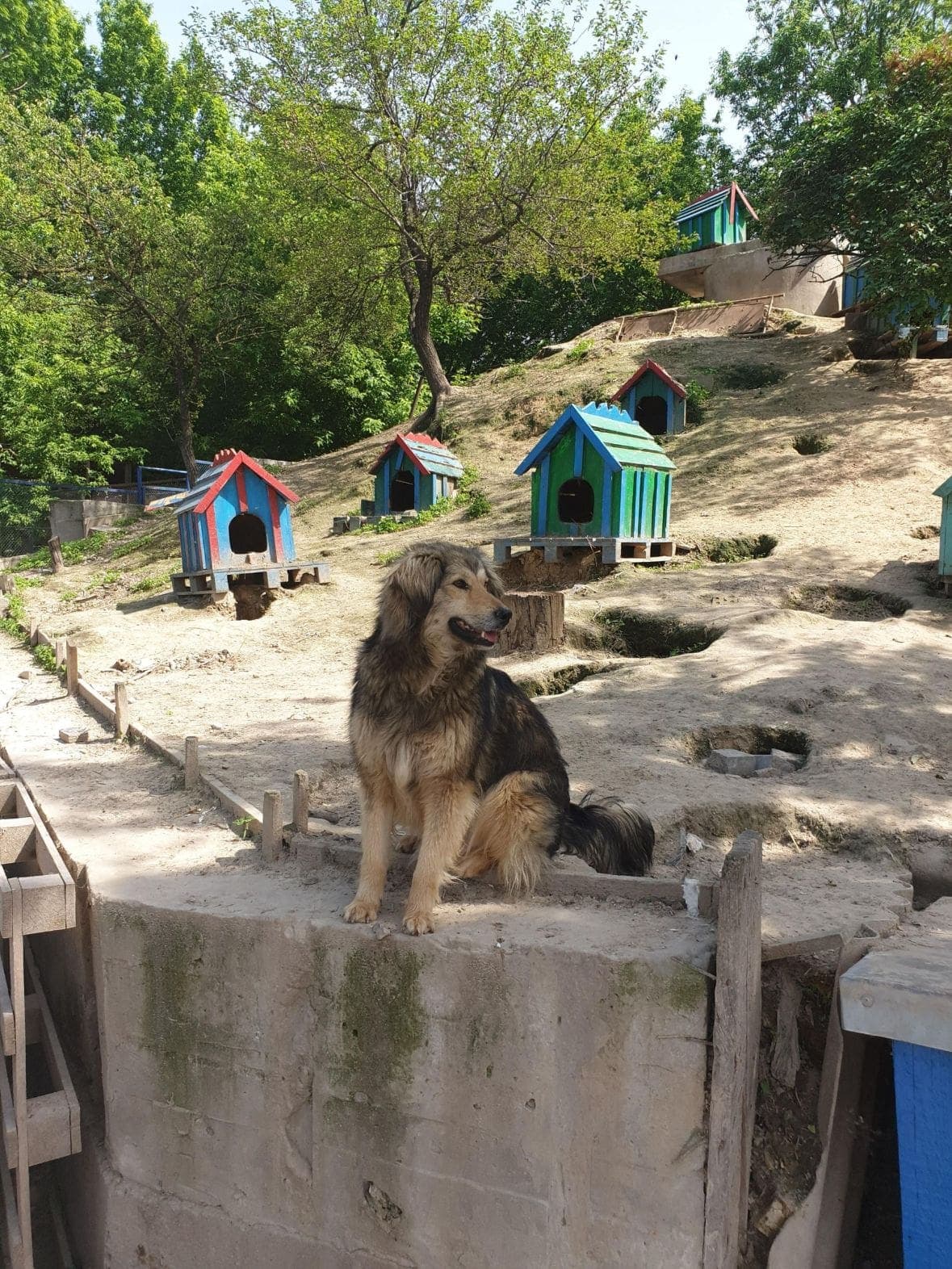 Hund aus dem SOS Tierheim #5