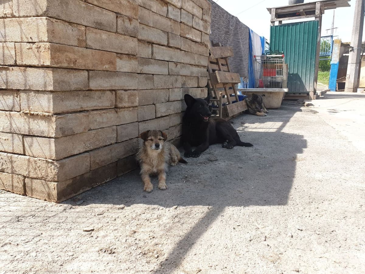 Hund aus dem SOS Tierheim #7