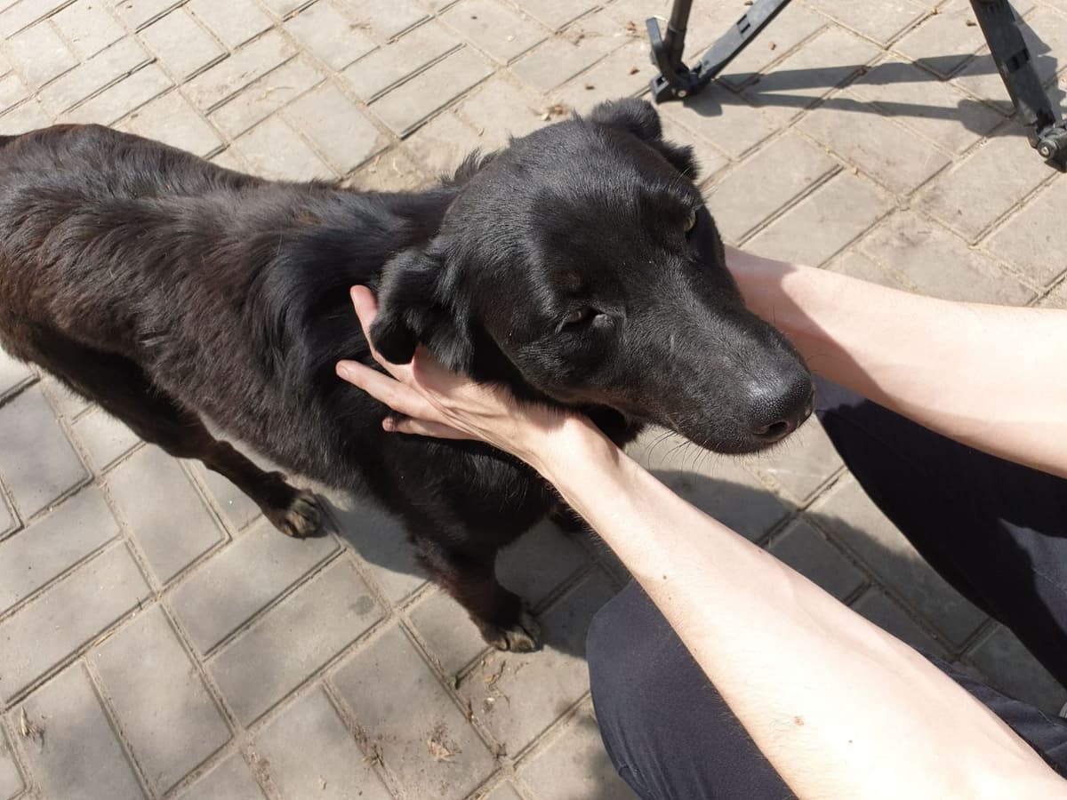 Hund aus dem SOS Tierheim #9