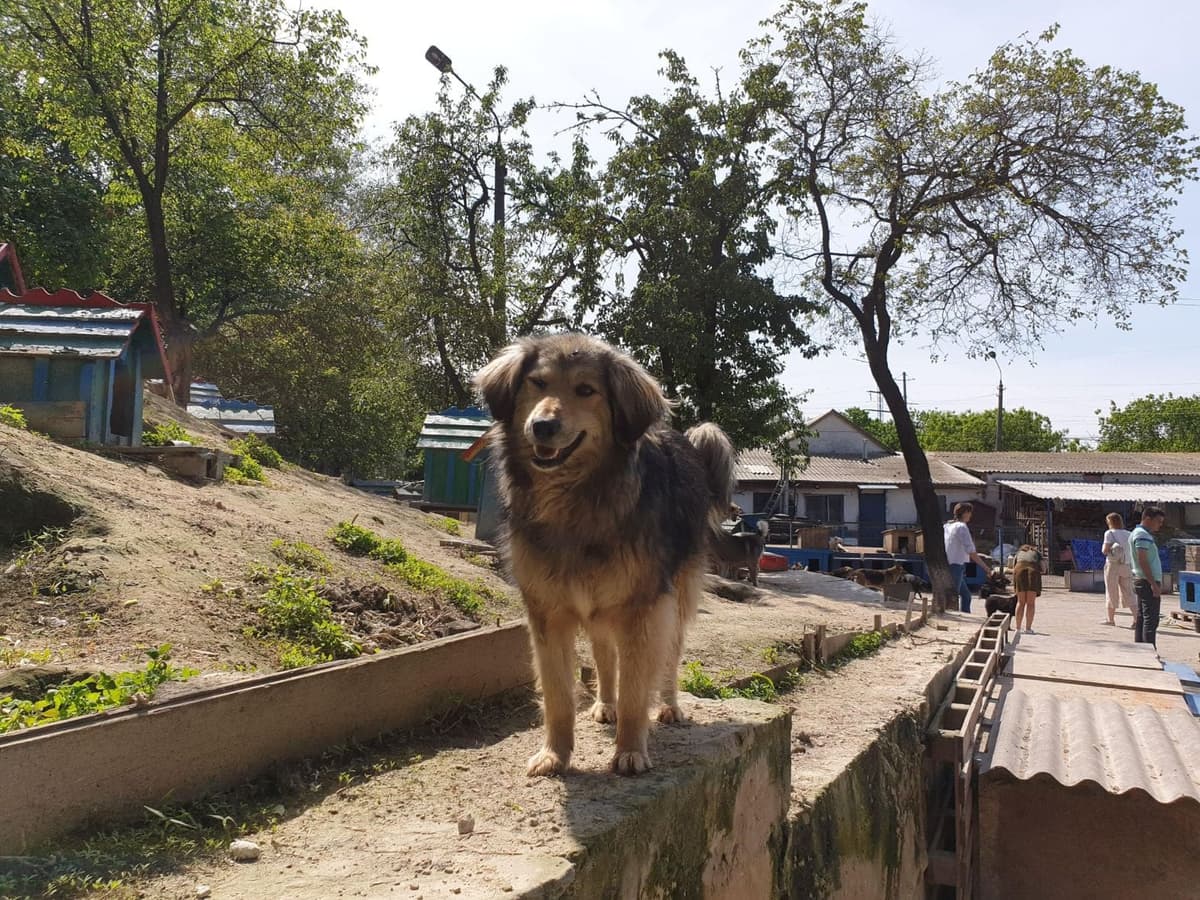Hund aus dem SOS Tierheim #10