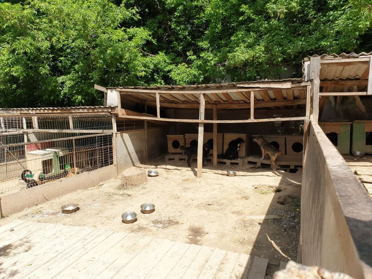 Hund aus dem SOS Tierheim #11