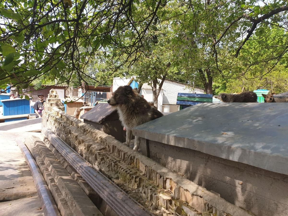 Hund aus dem SOS Tierheim #12