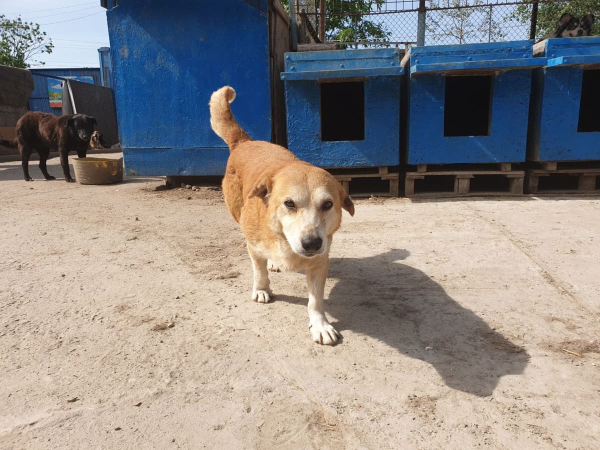 Hund aus dem SOS Tierheim #13