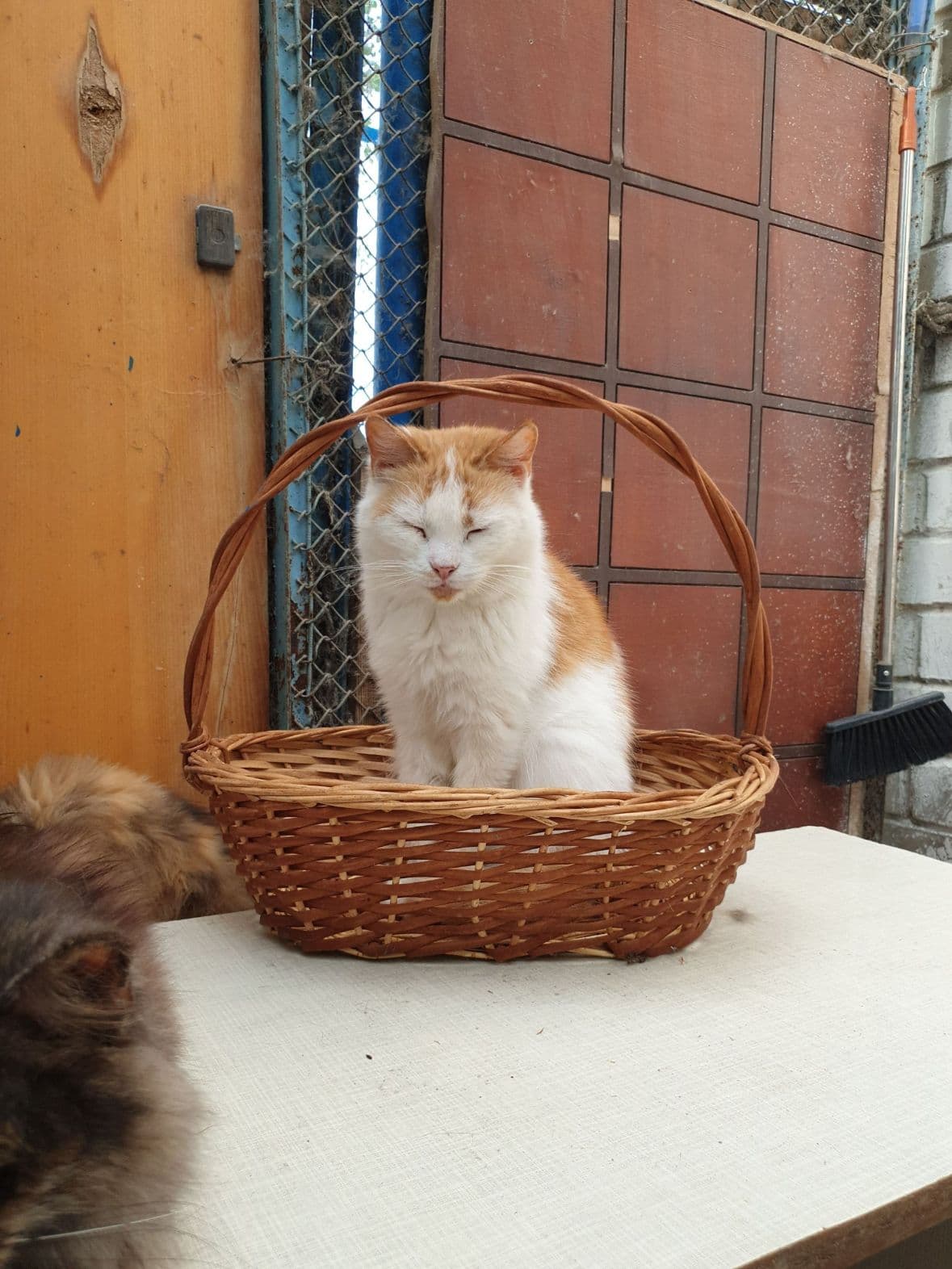 Tier aus dem SOS Tierheim #38