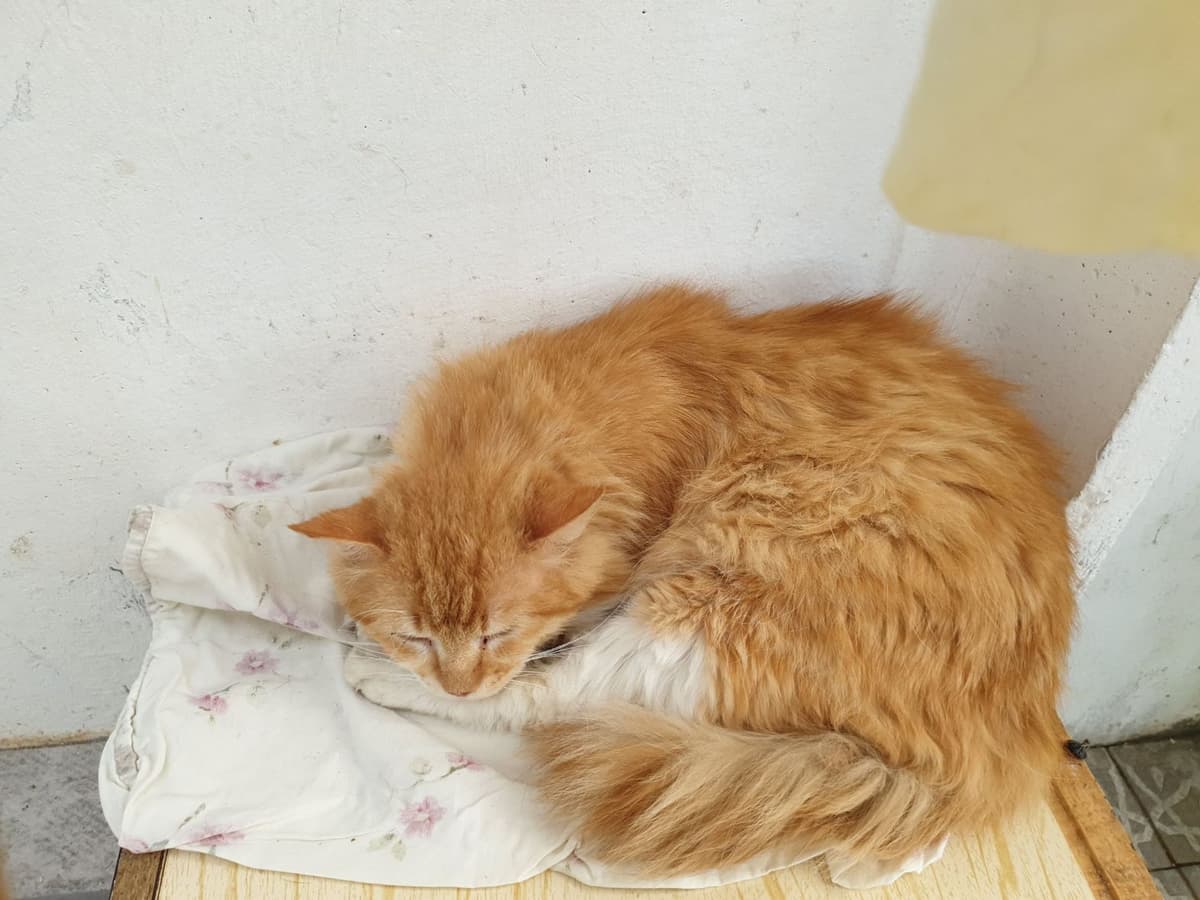 Tier aus dem SOS Tierheim #39