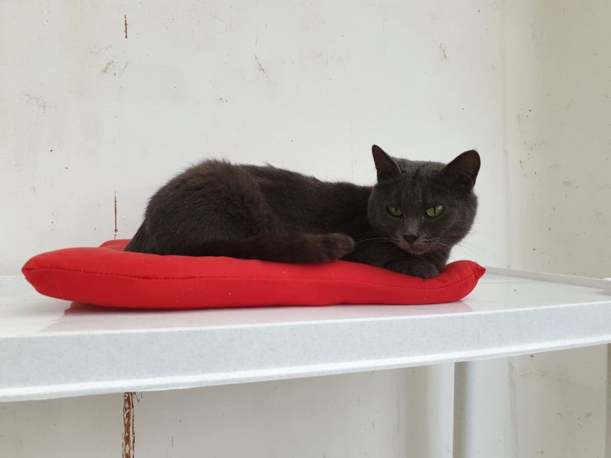 Tier aus dem SOS Tierheim #40