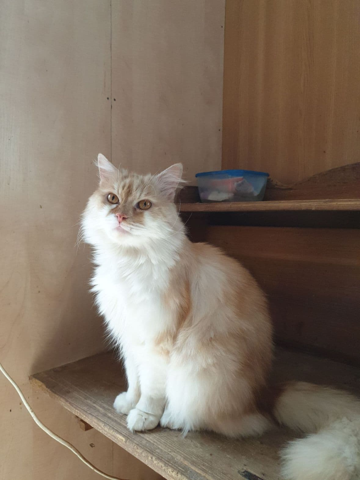 Кіт з притулку SOS #4