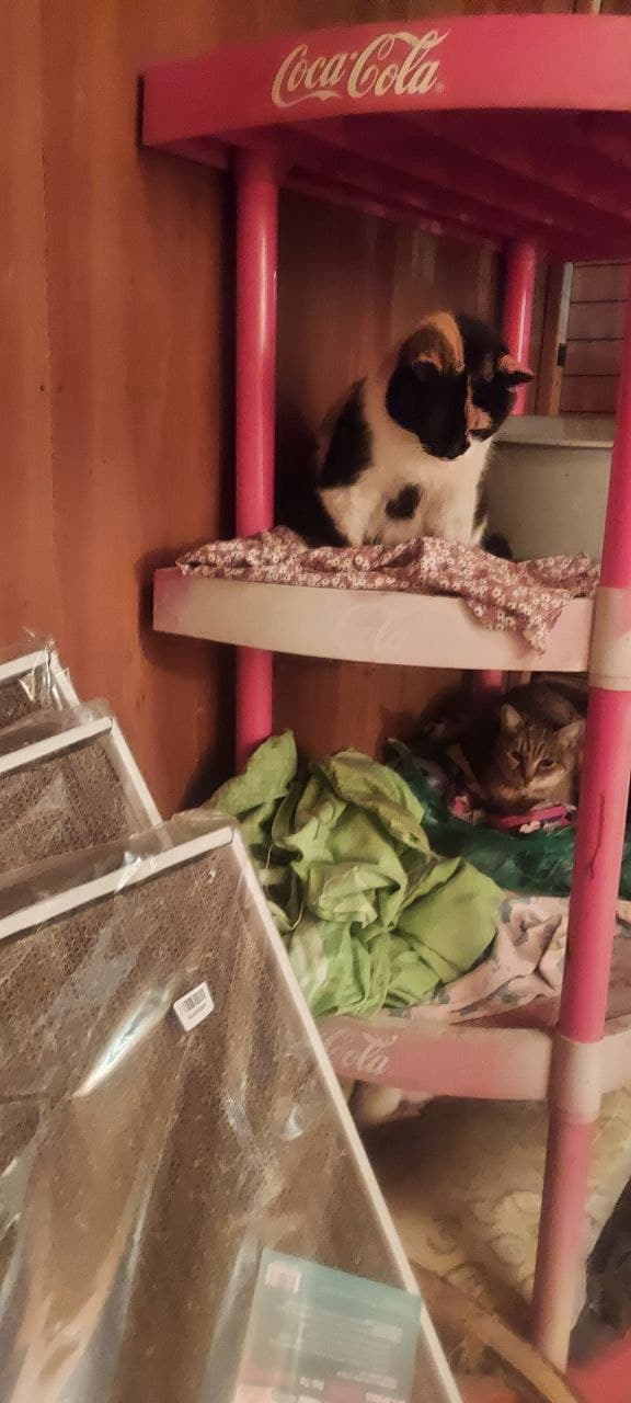 Фото зі зборів притулку SOS #30