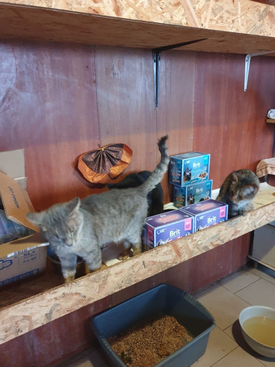 Фото зі зборів притулку SOS #39