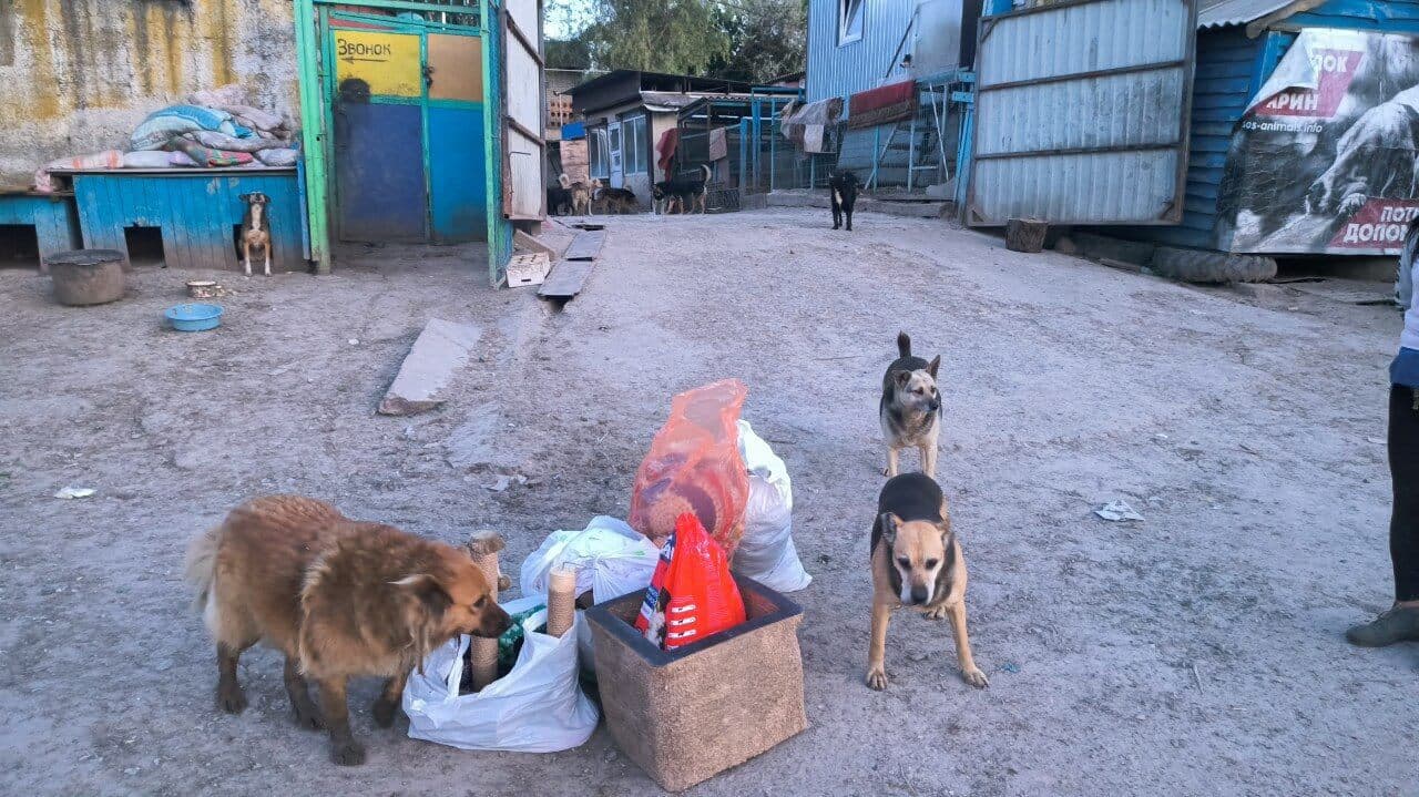 Фото зі зборів притулку SOS #41