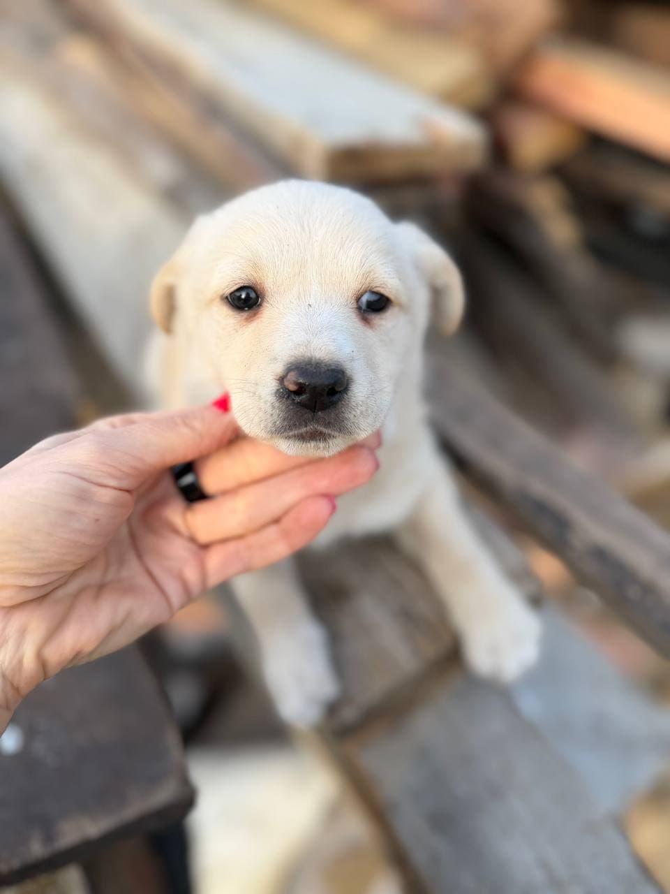 Neuer Bewohner des Tierheims #1