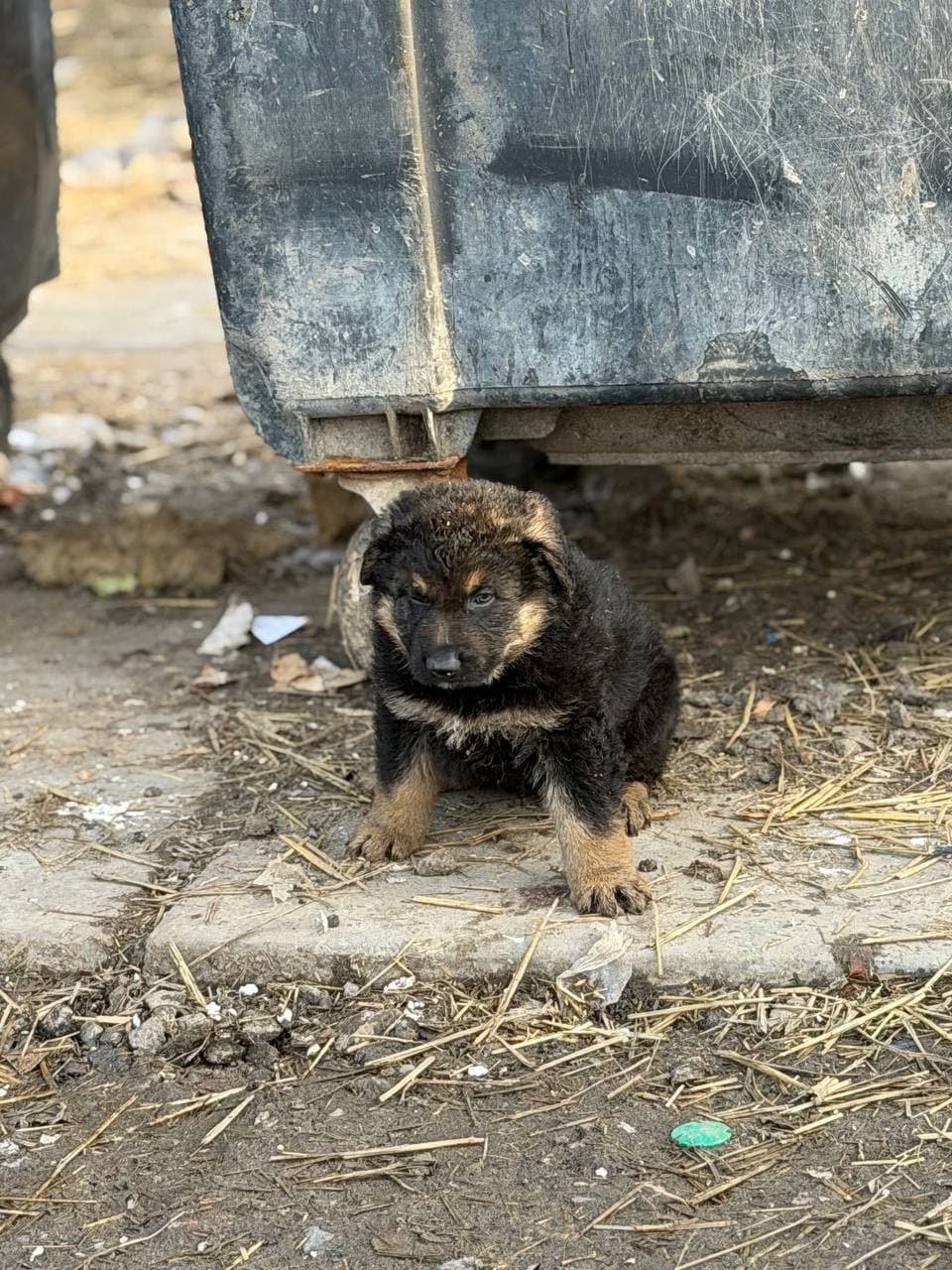 Neuer Bewohner des Tierheims #10