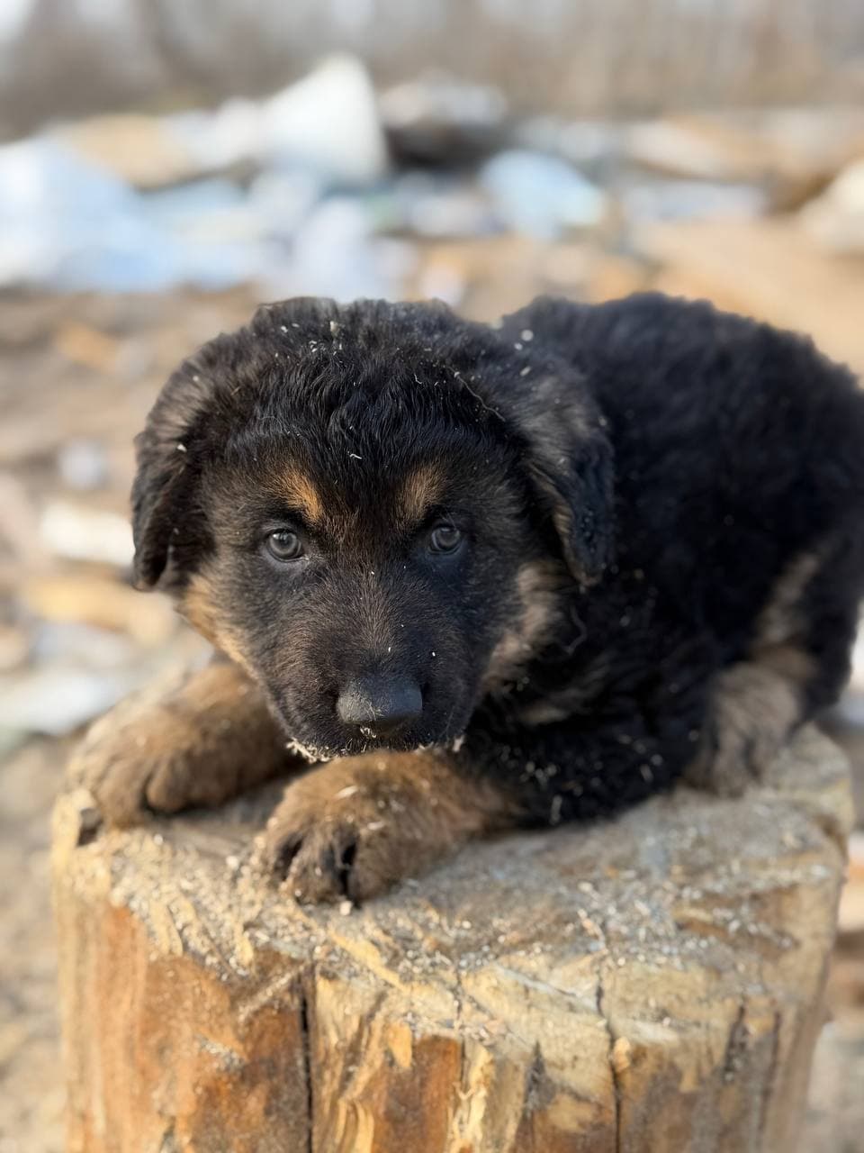 Neuer Bewohner des Tierheims #11