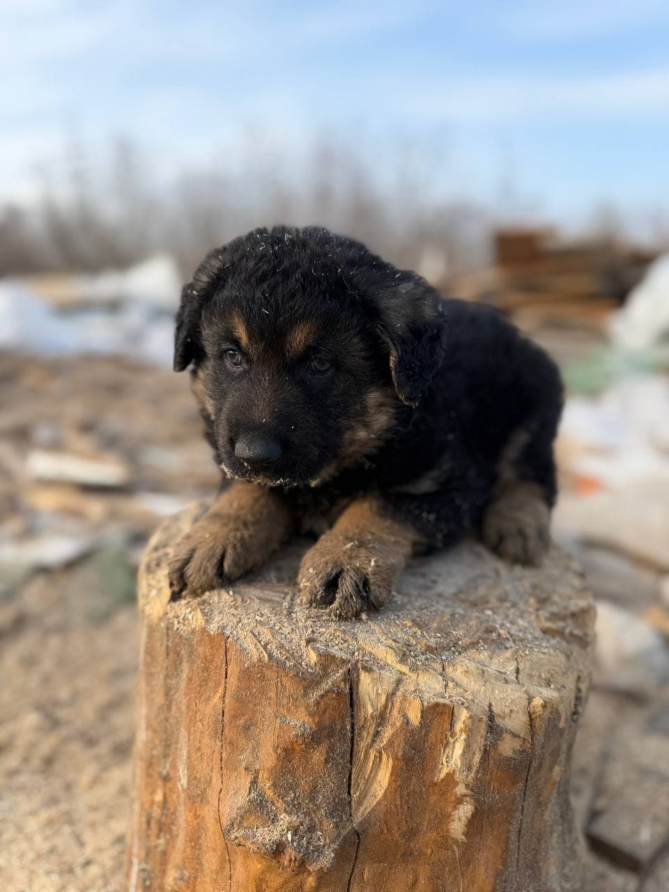 Neuer Bewohner des Tierheims #13