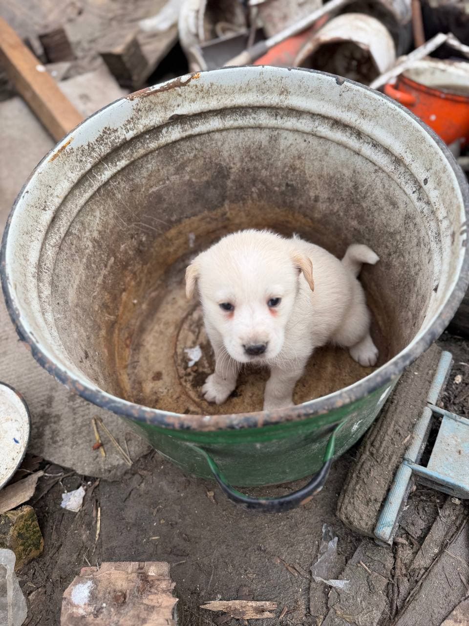 Neuer Bewohner des Tierheims #16